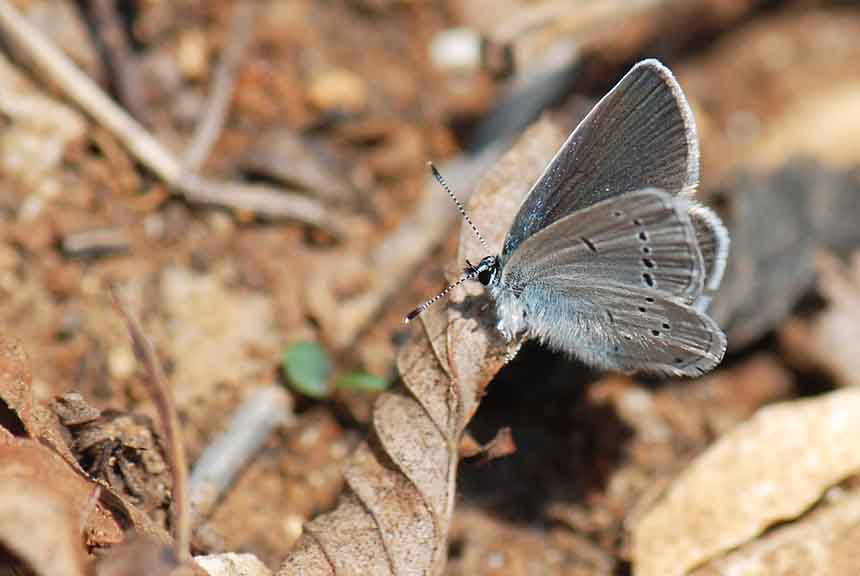 Cupido minimus ?